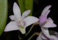 /album/flora/dendrobium-kingianum-jpg/
